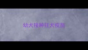 幼犬接种狂犬疫苗