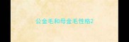 公金毛和母金毛性格
