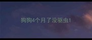 狗狗4个月了没驱虫