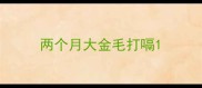 两个月大金毛打嗝