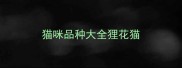 猫咪品种大全狸花猫