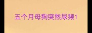 五个月母狗突然尿频