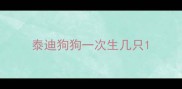 泰迪狗狗一次生几只