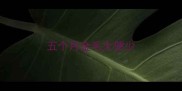 五个月金毛大便少