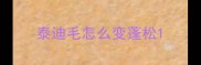 泰迪毛怎么变蓬松