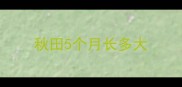 秋田5个月长多大