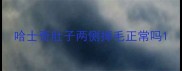 哈士奇肚子两侧掉毛正常吗
