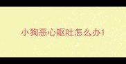 小狗恶心呕吐怎么办