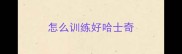 怎么训练好哈士奇