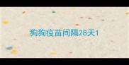 狗狗疫苗间隔28天