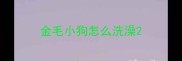 金毛小狗怎么洗澡