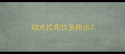 幼犬拉布拉多跑步