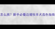 边牧幼犬花色怎么挑新手必看边境牧羊犬选色指南附养护技巧