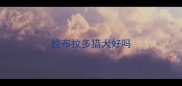 拉布拉多猎犬好吗