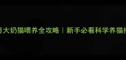 2个月大奶猫喂养全攻略新手必看科学养猫指南