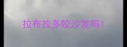 拉布拉多咬沙发吗
