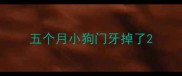 五个月小狗门牙掉了