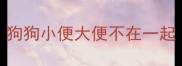 狗狗小便大便不在一起