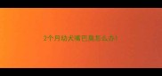 2个月幼犬嘴巴臭怎么办