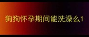 狗狗怀孕期间能洗澡么
