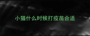 小猫什么时候打疫苗合适