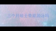 三个月哈士奇能游泳吗