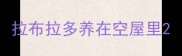 拉布拉多养在空屋里