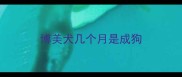 博美犬几个月是成狗