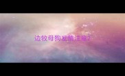 边牧母狗发情注意