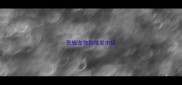 恩施宠物狗批发市场
