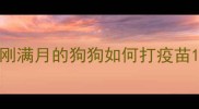 刚满月的狗狗如何打疫苗
