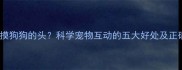 为什么摸狗狗的头科学宠物互动的五大好处及正确方法