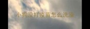 小狗没打疫苗怎么洗澡