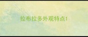 拉布拉多外观特点