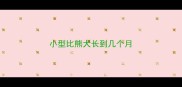 小型比熊犬长到几个月