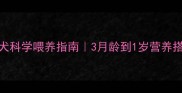 金毛幼犬科学喂养指南3月龄到1岁营养搭配全
