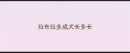 拉布拉多成犬长多长