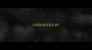 50天的金毛怎么养