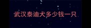 武汉泰迪犬多少钱一只