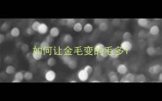 如何让金毛变的毛多