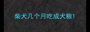 柴犬几个月吃成犬粮