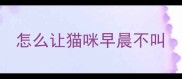 怎么让猫咪早晨不叫