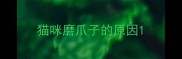 猫咪磨爪子的原因