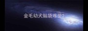 金毛幼犬脑袋难受