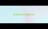 拉布拉多为毛脸发尖