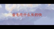 金毛吃什么长的快
