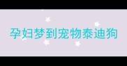 孕妇梦到宠物泰迪狗