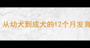 罗威纳犬成长全记录从幼犬到成犬的12个月发育指南附饲养要点