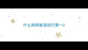 什么狗狗智商排行第一