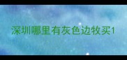 深圳哪里有灰色边牧买
